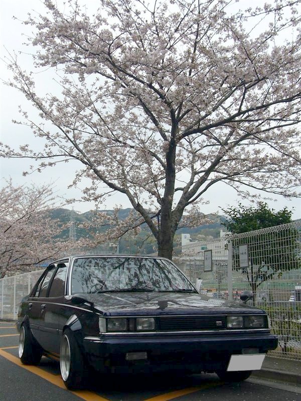 Yokosukas Carina AA63 under Cherry Blossom (sakura)