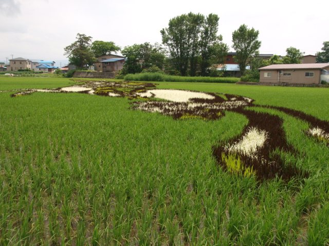 Rice paddy crop art: plant different colored rice plants in a pattern