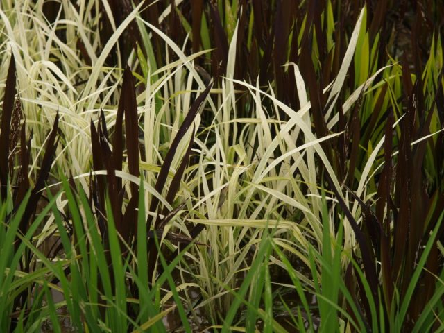 Rice paddy crop art: plant different colored rice plants in a pattern