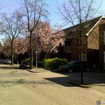 Japanese cherry blossoms in Holland